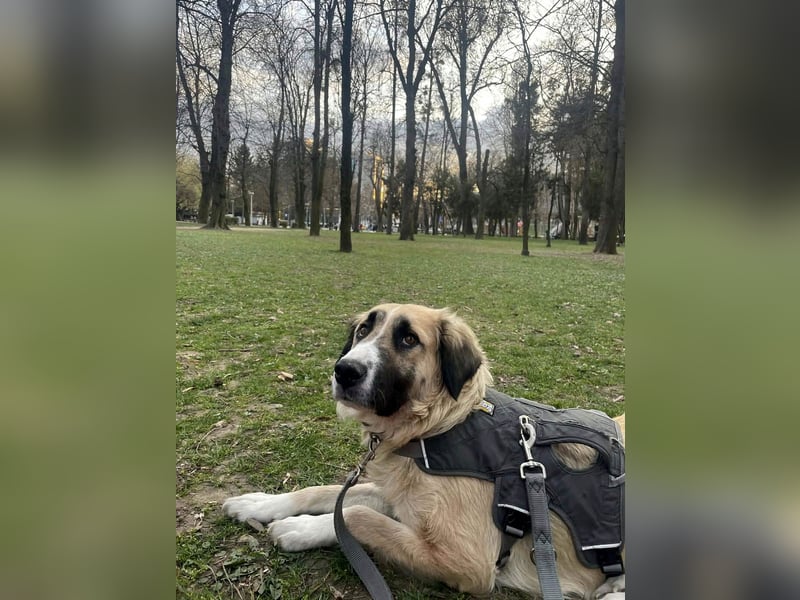 Große Odette sucht ihr eigenes Zuhause