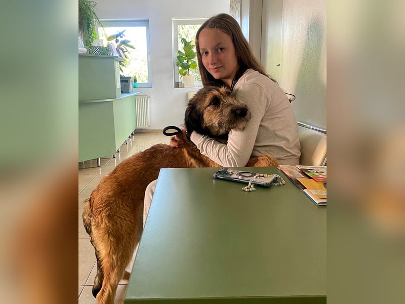 Hübscher Murphy sucht sein eigenes Körbchen