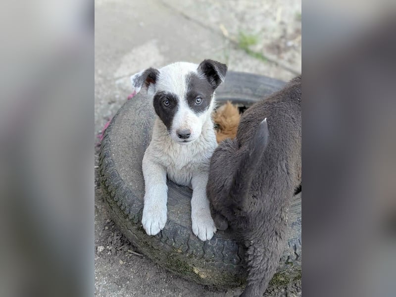 Goldige Melba sucht ihr eigenes Körbchen