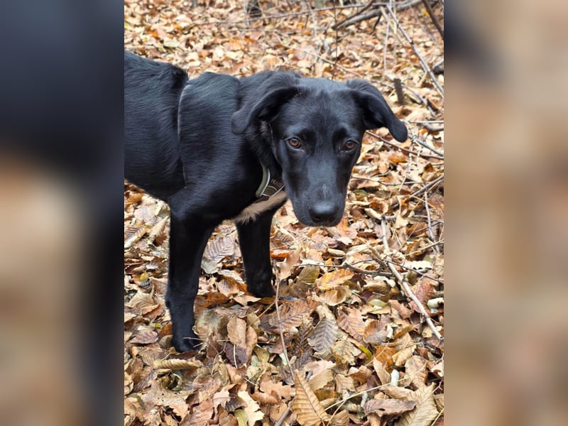 Süßer Paddy sucht seine Familie