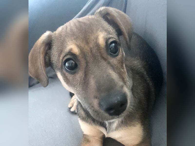 Goldige Burita will eine eigene Familie