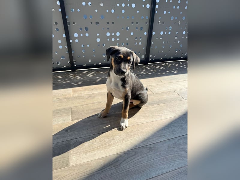 Knuffiger Boston sucht seine Familie