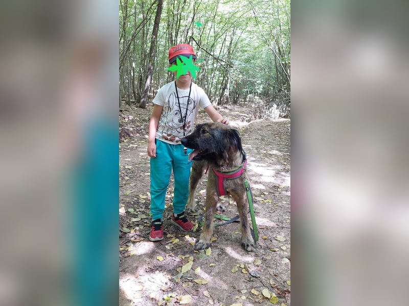 Wuscheliger Grey sucht seine Familie