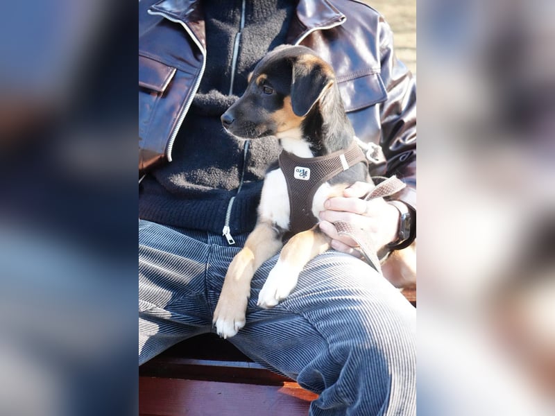 Knuffiger Boston sucht seine Familie