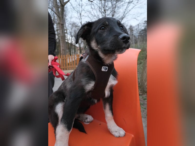 Sio, Bruder von Sally und Sully sucht auch seine Familie