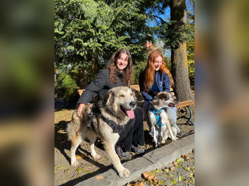 Fistic, süßer Dreibeiner, möchte auch so gerne eine Familie. Wer gibt ihm eine Chance?