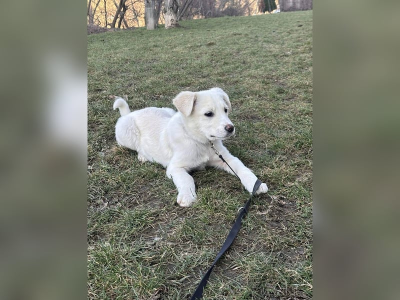 Goldiger Sully sucht liebe Menschen