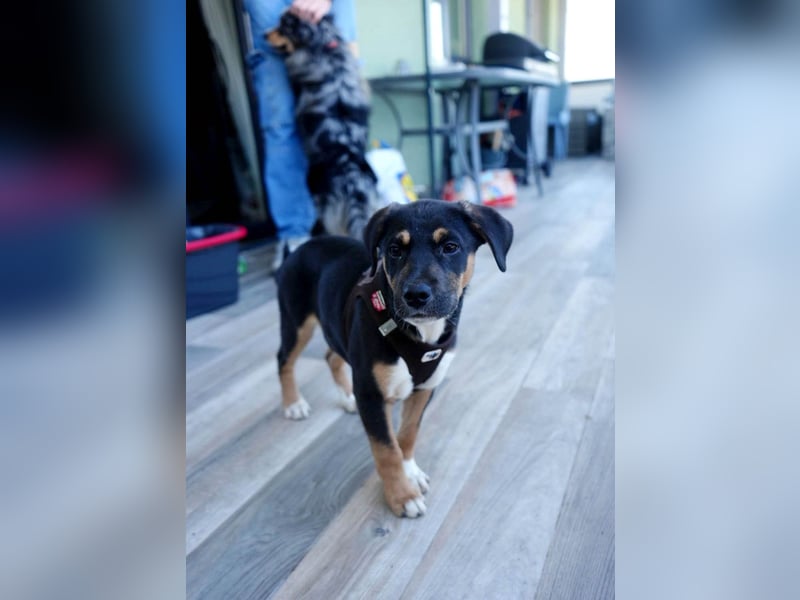 Knuffiger Boston sucht seine Familie