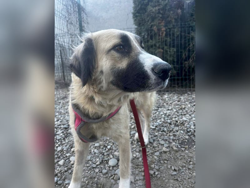 Große Odette sucht ihr eigenes Zuhause