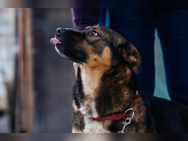 Amira möchte endlich ein liebevolles Zuhause