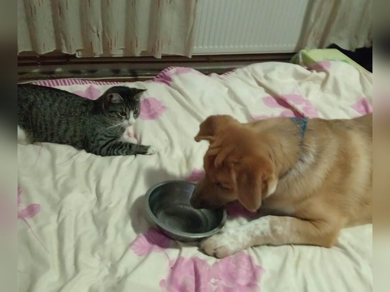 Knuffiger Toby sucht seine Familie