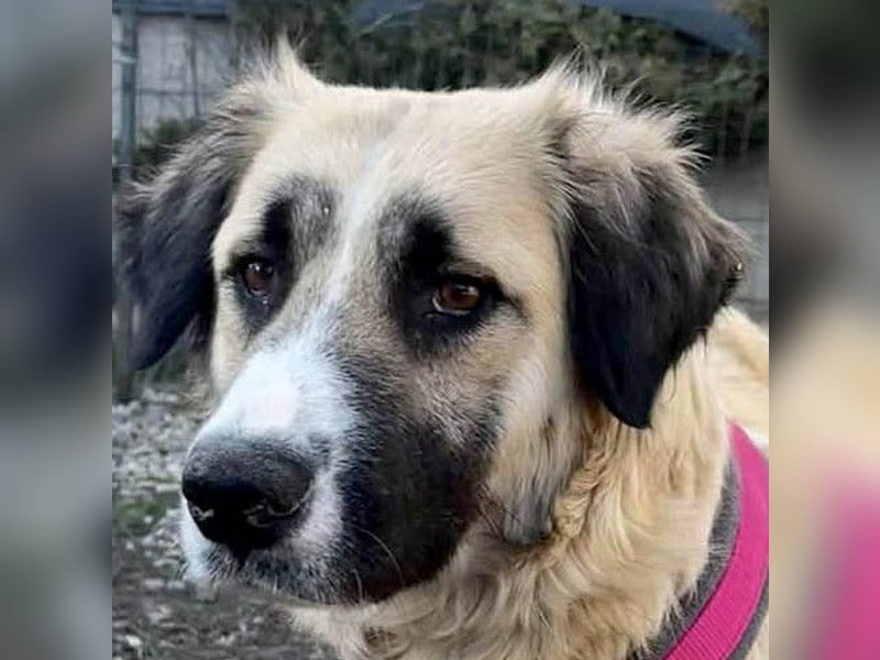 Große Odette sucht ihr eigenes Zuhause