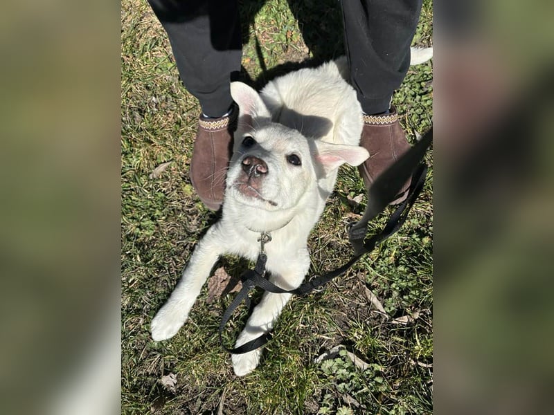 Goldiger Sully sucht liebe Menschen