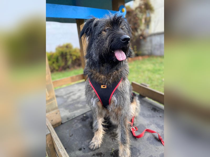 Wuscheliger Grey sucht seine Familie