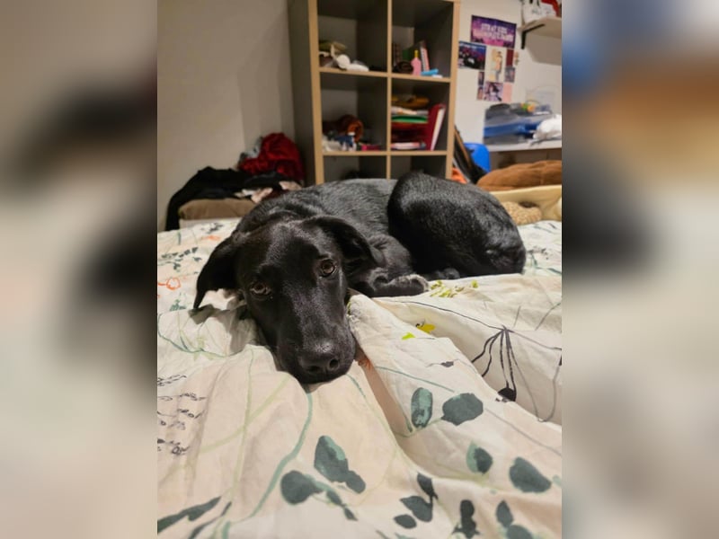 Süßer Paddy sucht seine Familie