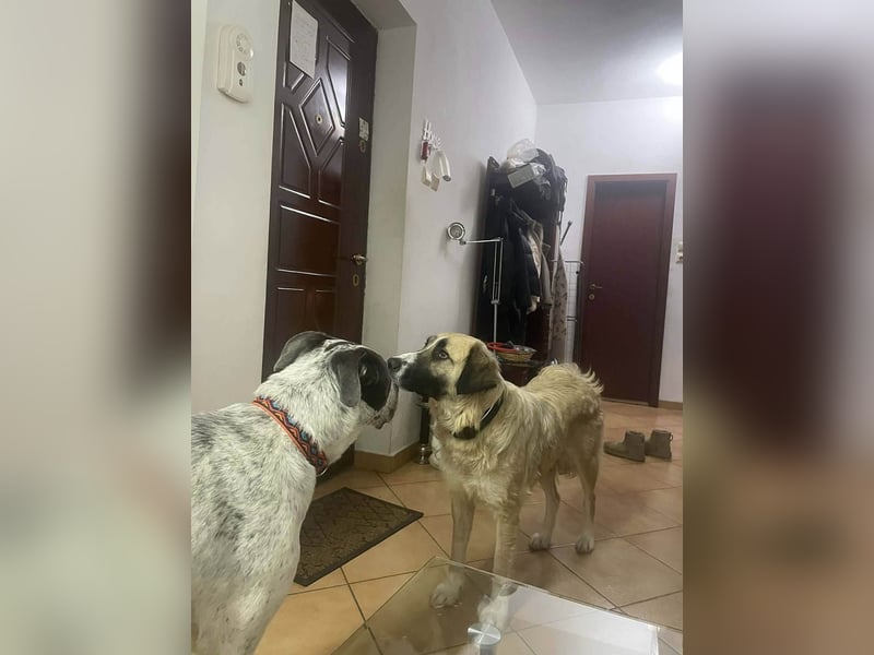 Große Odette sucht ihr eigenes Zuhause