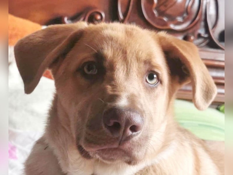 Knuffiger Toby sucht seine Familie