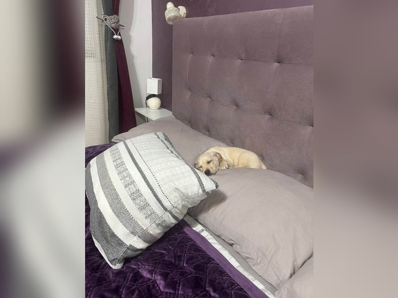 Knuffiger Benito sucht liebe Menschen