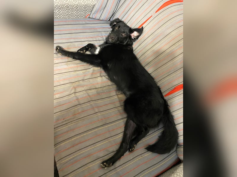 Aktiver Rollo sucht liebevolle und konsequente Menschen