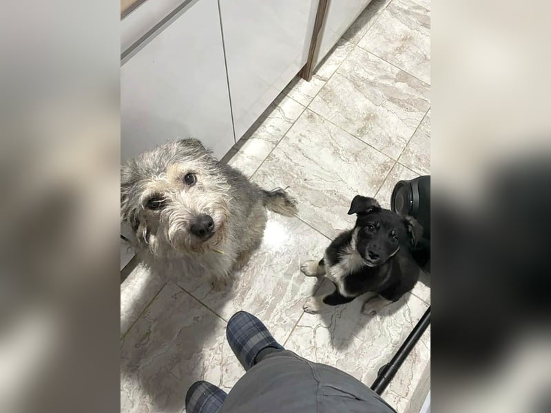 Sio, Bruder von Sally und Sully sucht auch seine Familie