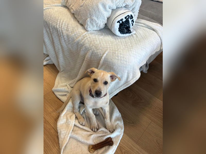 Knuffiger Benito sucht liebe Menschen