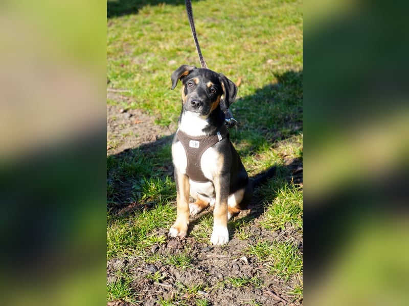 Knuffiger Boston sucht seine Familie