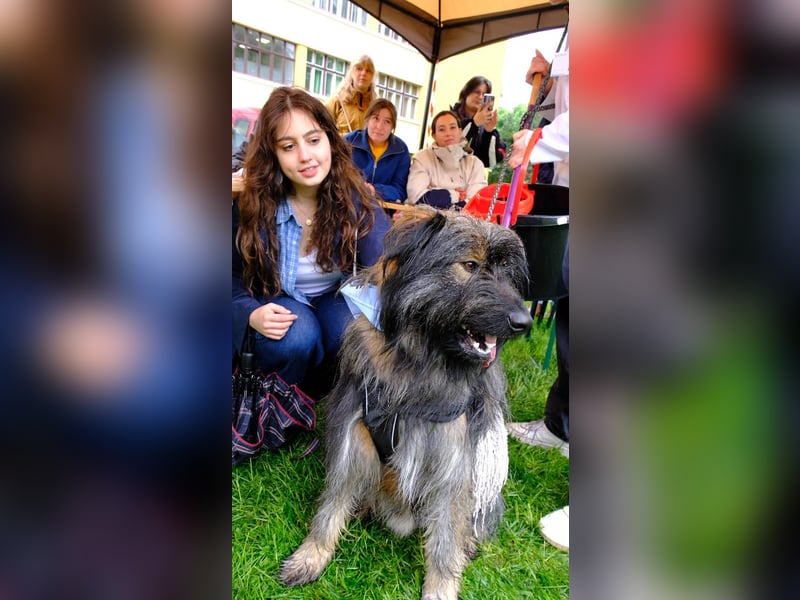 Wuscheliger Grey sucht seine Familie