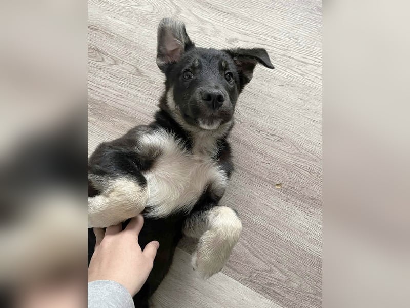 Sio, Bruder von Sally und Sully sucht auch seine Familie