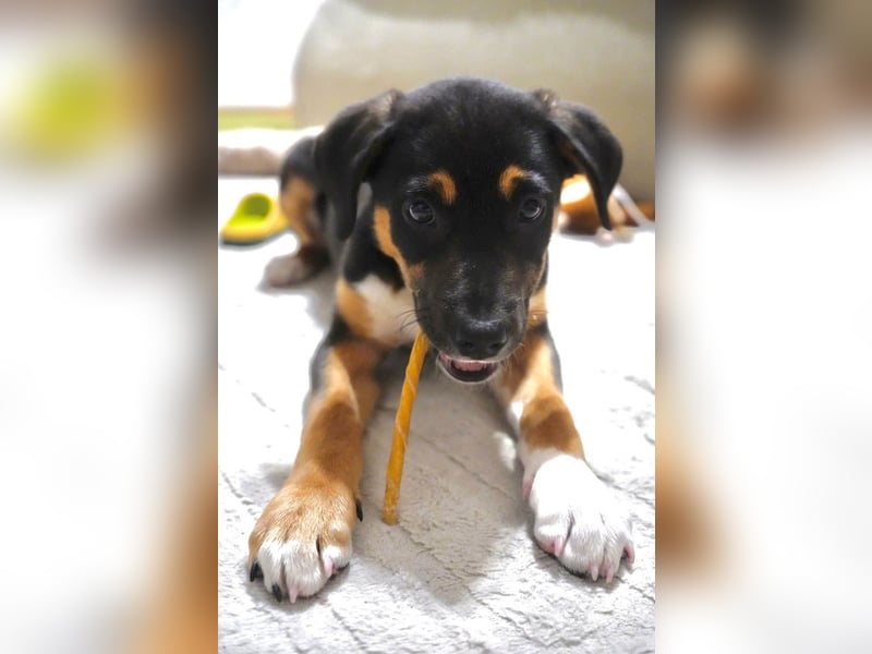 Knuffiger Boston sucht seine Familie