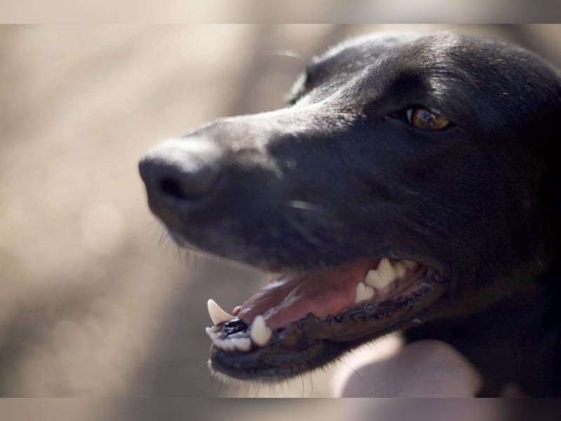 Wunderschöne Mai sucht ihre Familie