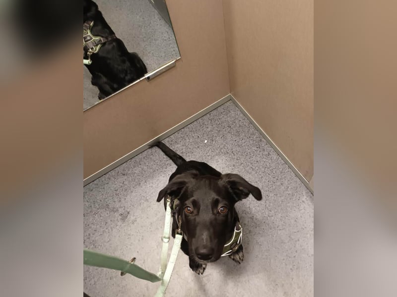 Süßer Paddy sucht seine Familie