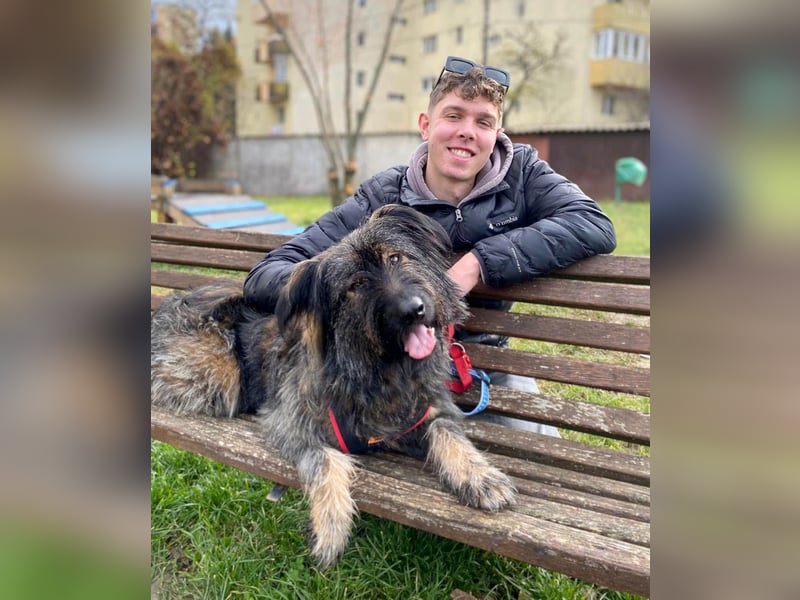 Wuscheliger Grey sucht seine Familie