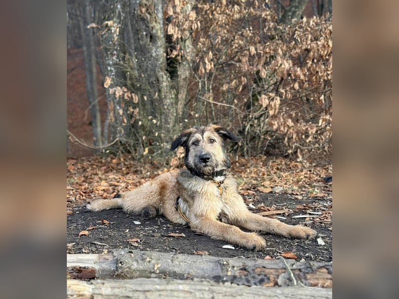 Hübscher Murphy sucht sein eigenes Körbchen