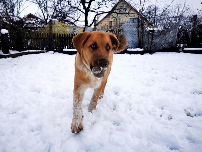 Knuffiger Toby sucht seine Familie