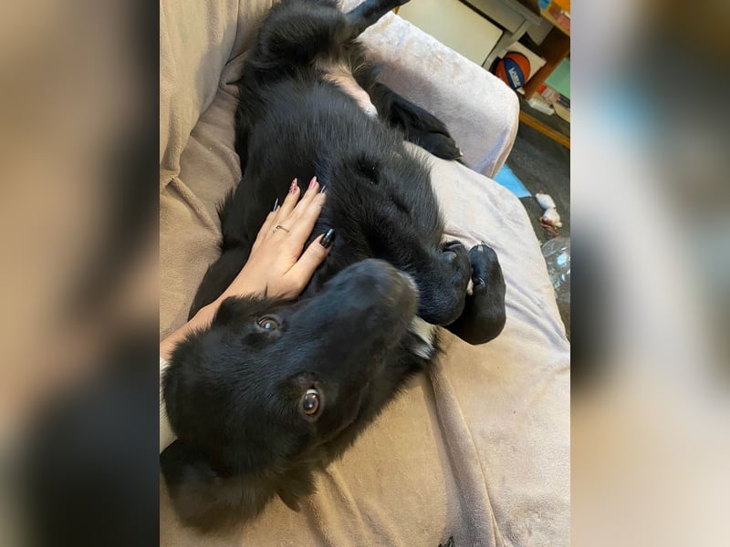 Aktiver Rollo sucht liebevolle und konsequente Menschen