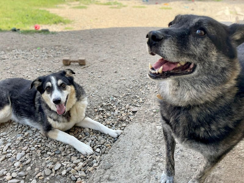 Wer gibt dem älteren Boris eine Chance auf ein Zuhause?