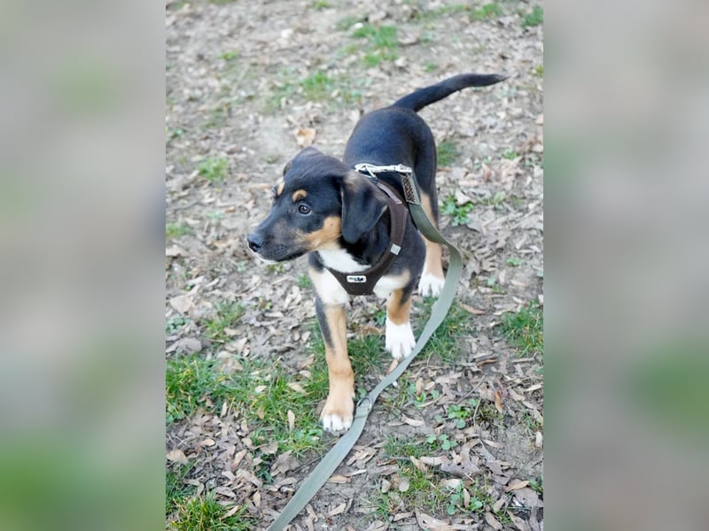 Knuffiger Boston sucht seine Familie