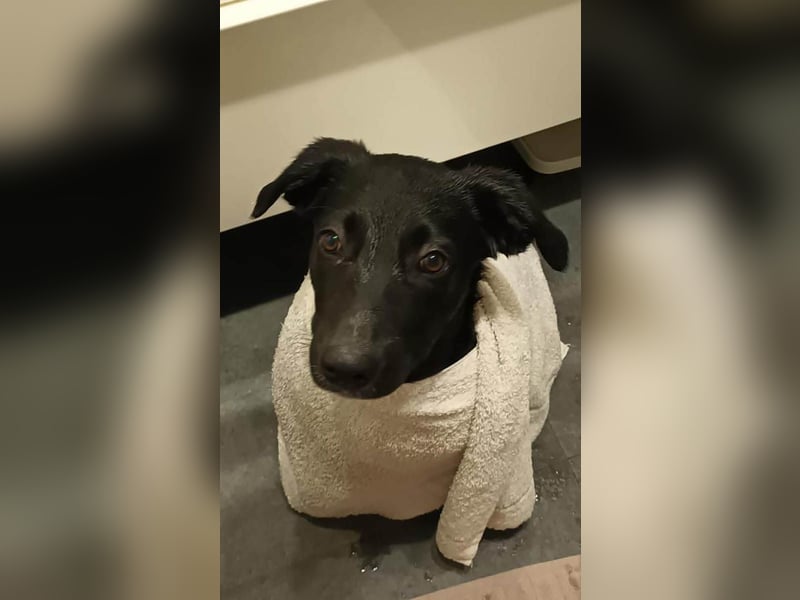 Süßer Paddy sucht seine Familie