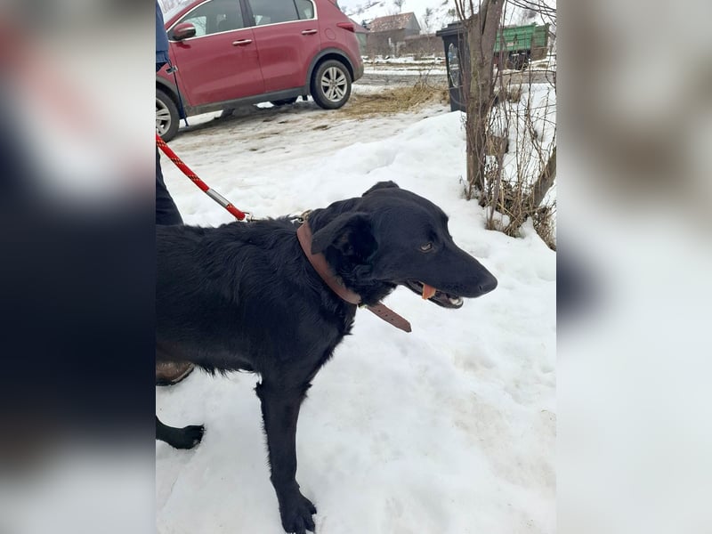 Hübsche Margo sucht ihr Körbchen