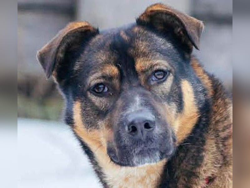 Amira möchte endlich ein liebevolles Zuhause