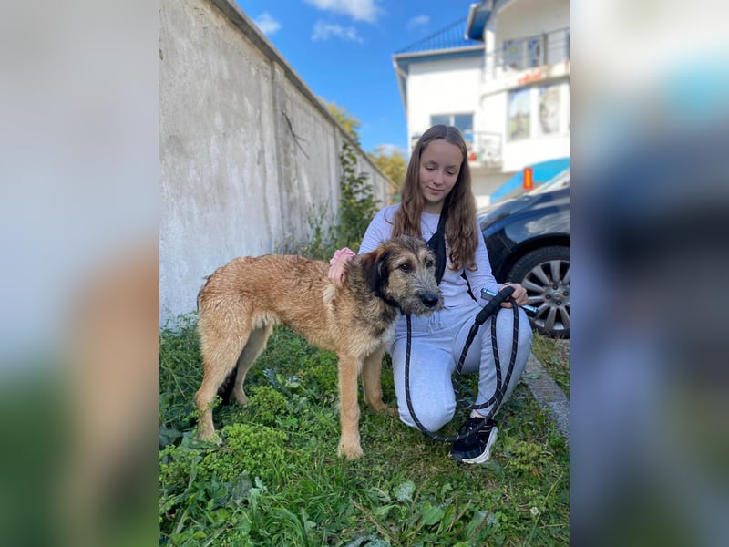 Hübscher Murphy sucht sein eigenes Körbchen