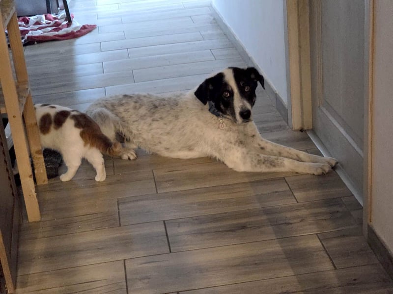Toto sucht ein liebevolles Zuhause