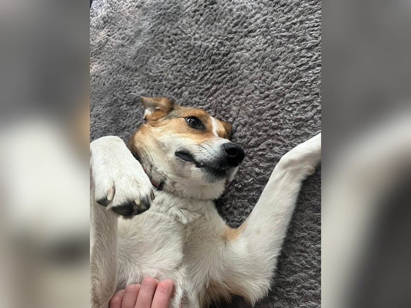 Goldige Alba sucht ihr eigenes Körbchen