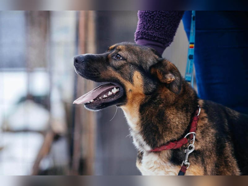 Amira möchte endlich ein liebevolles Zuhause