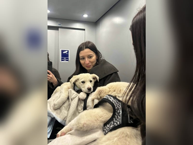 Goldiger Sully sucht liebe Menschen