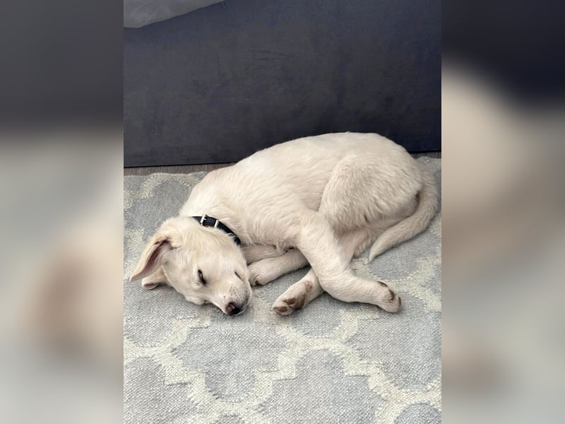 Goldiger Sully sucht liebe Menschen