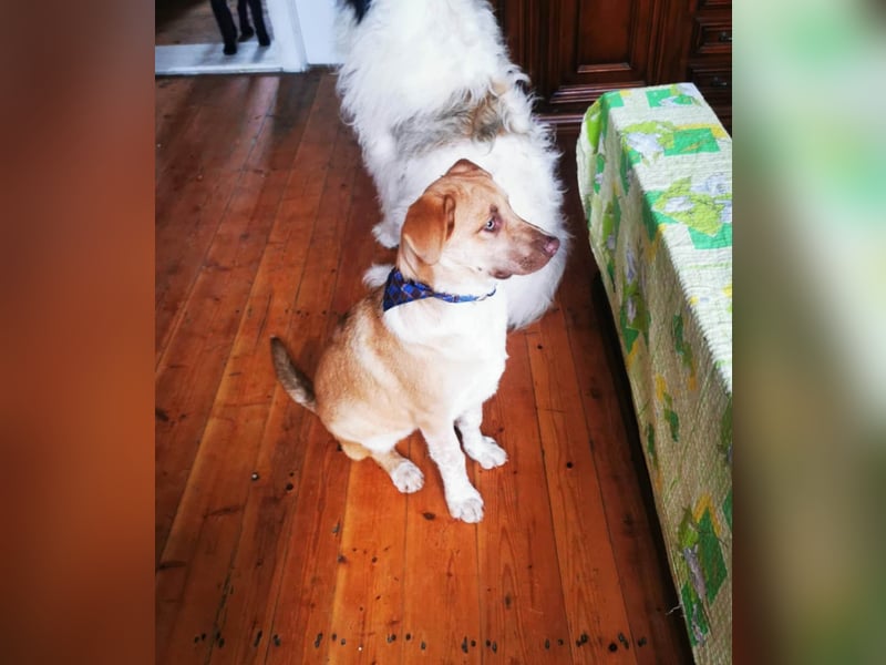 Knuffiger Toby sucht seine Familie