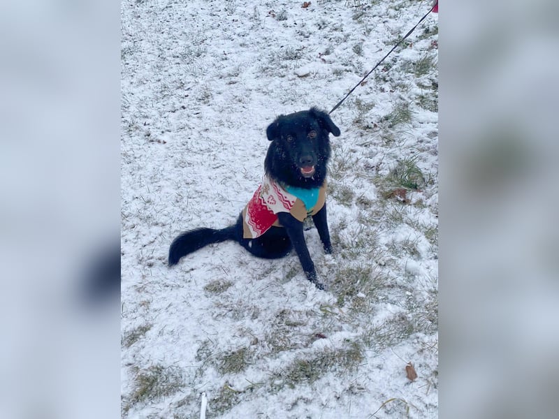 Aktiver Rollo sucht liebevolle und konsequente Menschen