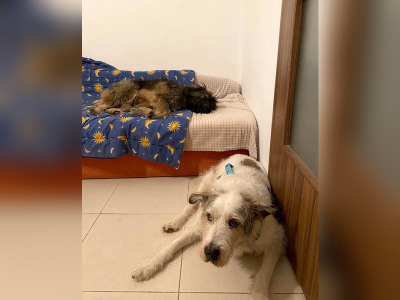 Wuscheliger Grey sucht seine Familie