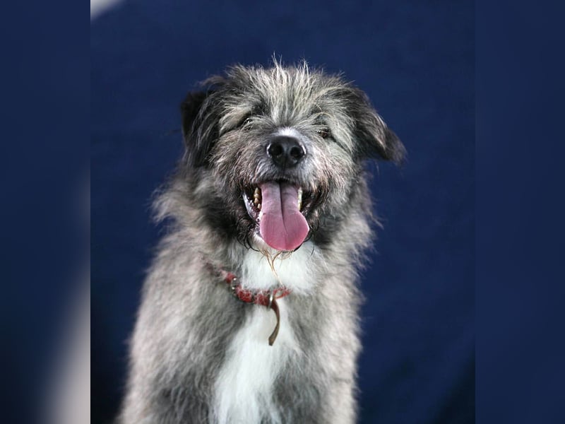 Süßer Smoky sucht liebe Familie